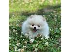Pomeranian Puppy for sale in New York, NY, USA
