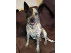 Adopt BAILEY a Australian Cattle Dog / Blue Heeler