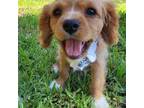 Cavalier King Charles Spaniel Puppy for sale in Tyler, TX, USA