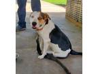 Adopt CHAPARRA a American Staffordshire Terrier