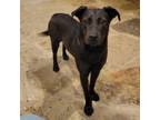 Adopt Meadow D44777 a Labrador Retriever, Doberman Pinscher