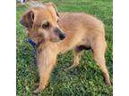 Adopt Cassidy D44765 a Terrier