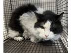 Adopt Vaggie a Domestic Short Hair