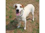 Adopt Fauna a Pointer, Mixed Breed