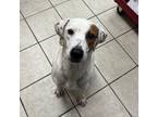 Adopt Pixie a Pointer, Mixed Breed