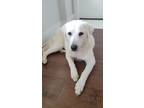 Adopt Ladybird (in foster) a Labrador Retriever, Mixed Breed