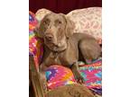 Adopt Wilma a Weimaraner