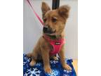 Adopt Bonnie a German Shepherd Dog