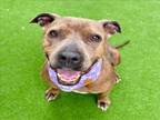 Adopt MAJESTY a Staffordshire Bull Terrier, Mixed Breed