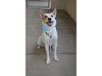 Adopt Blossom a Australian Cattle Dog / Blue Heeler