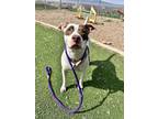 Adopt RAINY a Pit Bull Terrier