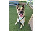 Adopt ANGEL a Belgian Shepherd / Malinois, German Shepherd Dog