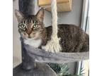 Adopt Matisse a Domestic Short Hair