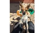 Adopt Bubbles a Australian Shepherd, Australian Cattle Dog / Blue Heeler