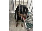 Adopt LILITH a Rottweiler