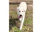 Adopt Snow White a Yellow Labrador Retriever