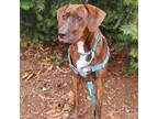 Adopt Brownie a Plott Hound