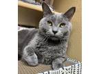 Adopt Misty (& Boo) - bonded a Domestic Short Hair