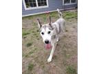 Adopt Ketchup a Siberian Husky