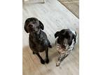 Adopt Bella and Lily- Bonded Pair a German Shorthaired Pointer