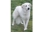 Adopt Callie a Great Pyrenees