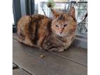 Adopt Sweet Pea a Domestic Short Hair