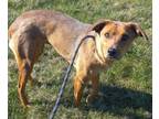 Adopt Bailey a Mixed Breed