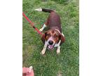 Adopt Sadie a American Foxhound