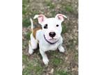 Adopt Chloe a Pit Bull Terrier