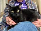 Adopt Hope a Domestic Medium Hair