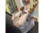 Adopt Lulu a Guinea Pig