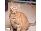 Adopt Frankie a Domestic Short Hair