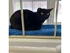 Adopt Mystic a Domestic Short Hair