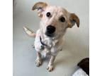 Adopt Jolene a Australian Cattle Dog / Blue Heeler