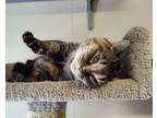 Adopt Lacy a Domestic Short Hair