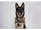 Adopt HILDE a German Shepherd Dog