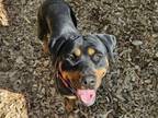 Adopt CENEX a Rottweiler