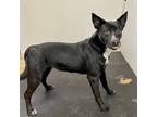 Adopt Fleur a Australian Cattle Dog / Blue Heeler