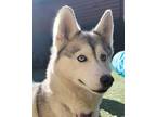 Adopt Jennifer a Siberian Husky