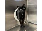 Adopt Boo Boo a Domestic Short Hair