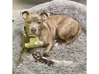 Adopt Squiggles a Pit Bull Terrier
