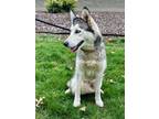 Adopt Morgan a Husky, Mixed Breed