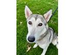 Adopt Miranda a Husky, Mixed Breed