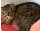 Adopt Kitty a Domestic Short Hair