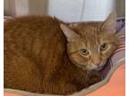 Adopt Blondie a Domestic Short Hair