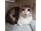 Adopt Doris a Domestic Short Hair