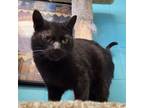 Adopt Marnie a Domestic Short Hair