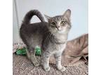 Adopt Molly a Tabby