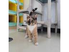 Adopt Mary-Beth a Tortoiseshell