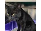 Adopt Rita a Domestic Short Hair